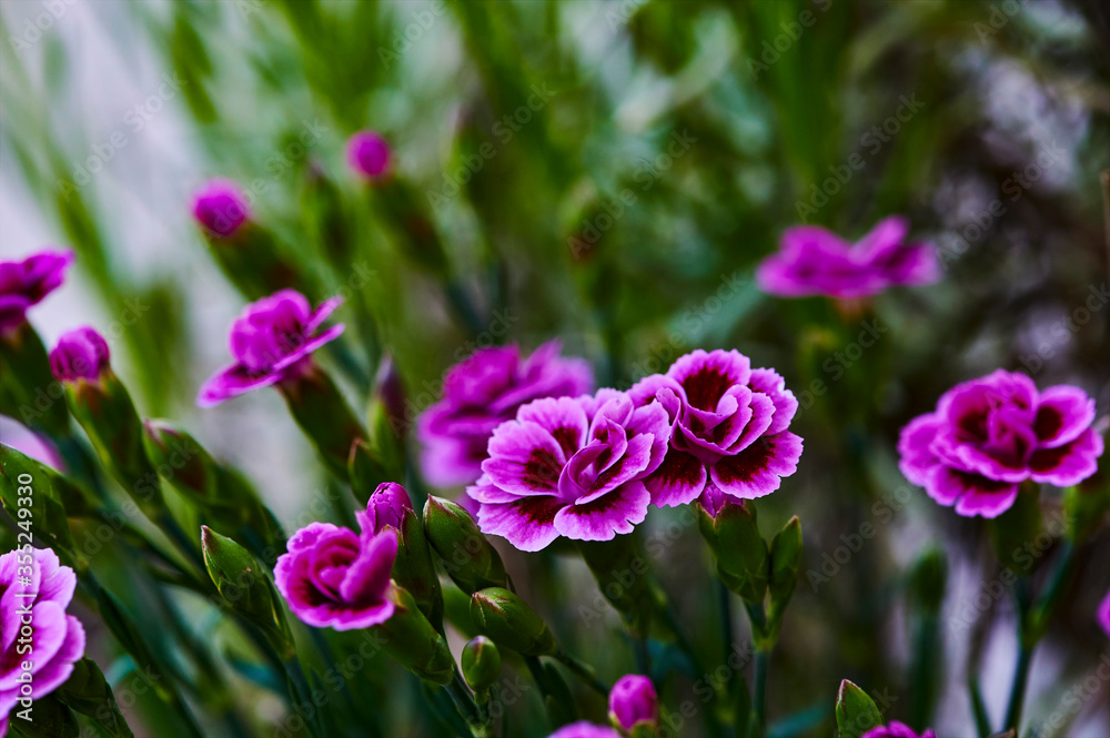 Macro shot of vibrant pink carnations (Dianthus caryophyllus) in the garden. Macro shot of vibrant pink carnations (Dianthus caryophyllus) in the garden.