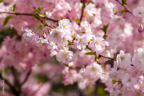 Pink cherry blossom. Sakura power flowers. Sakura bloom  close up. Pink cherry blossoming flowers  bokeh light background