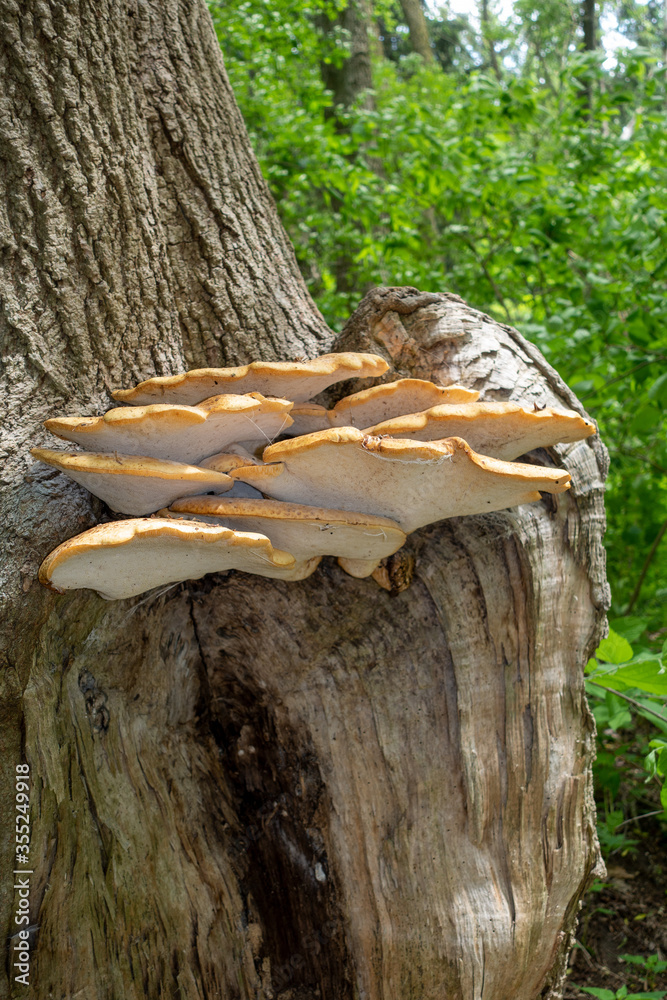 Fototapeta premium Large Dryad's Saddle (Polyporus squamosus), Fungi On A Tree Trunk