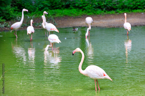 A flock of graceful white with pink flamingos on the shore of a forest lake.