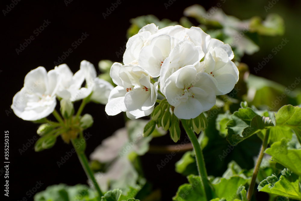 Large white flowers of geranium or pelargonium. Floral background. Large white flowers of geranium or pelargonium. Floral background.