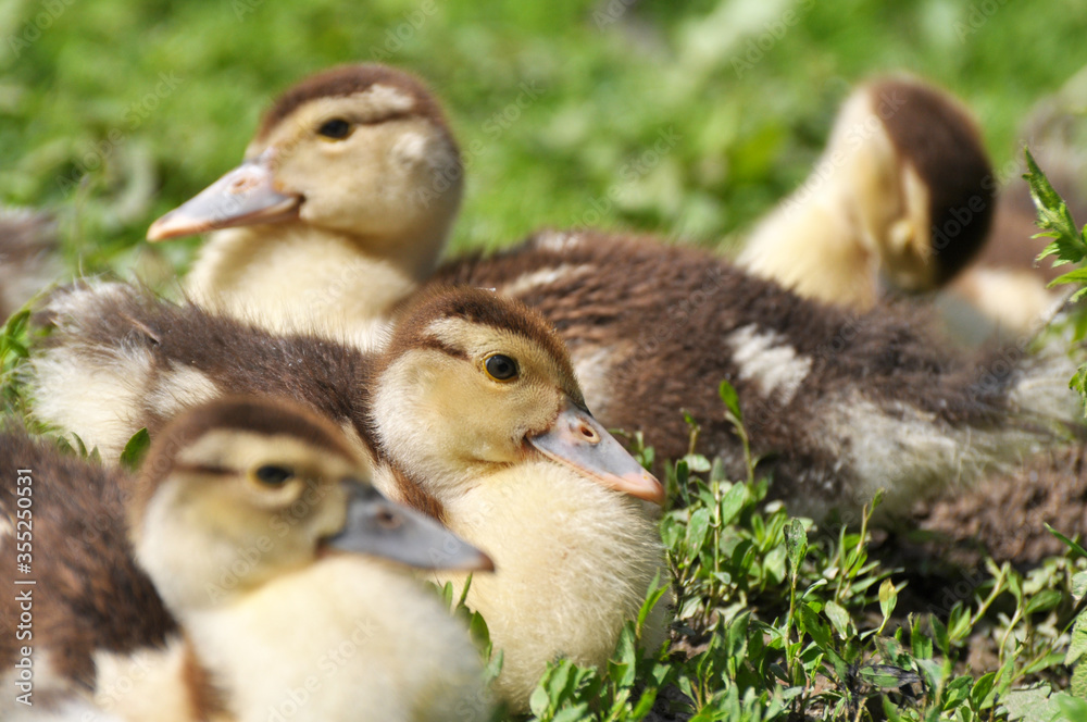 Obraz premium Young musk ducks (Cairina moschata) breed