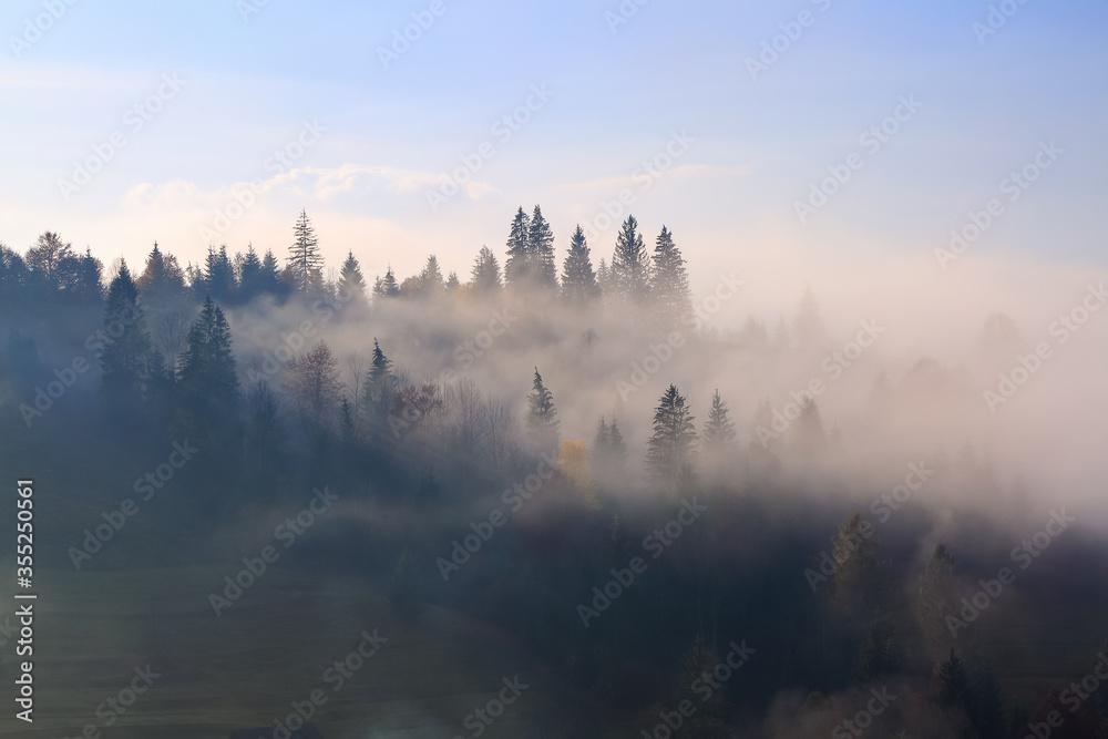 Magic autumn landscape. Forest of the pine trees. High mountains. Dense fog with beautiful light covered the valley. A place to relax. Free space for text.