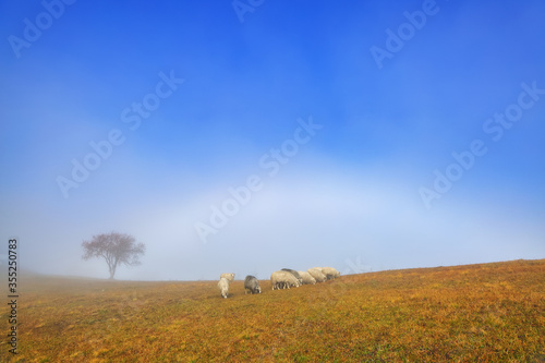 A beautiful white sheeps stands on the meadow on yellow grass. Autumn scenery of village. Mountains landscape with fog and blue sky. Landscape for desktop wallpaper. Colorful background.