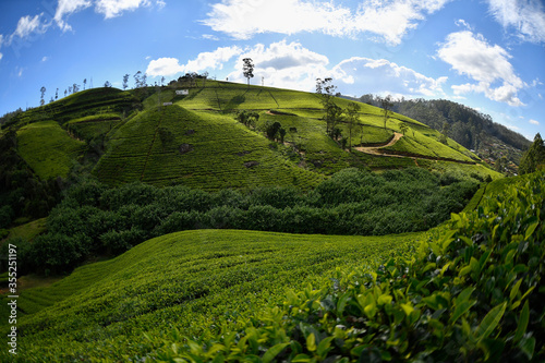 tea plantation