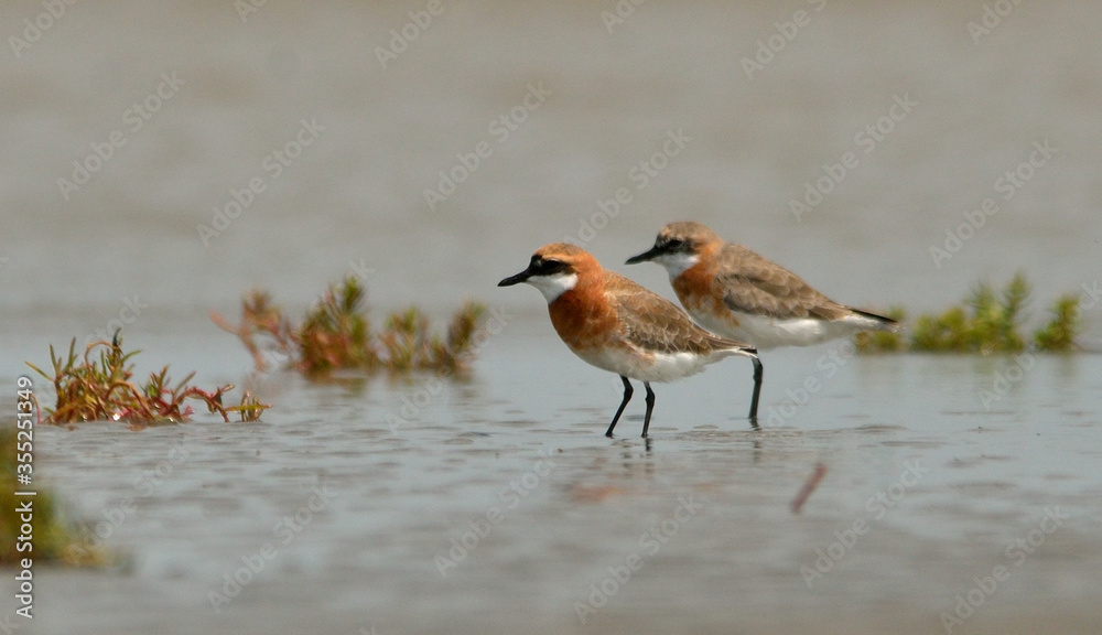 plover bird in a sea beach plover bird in a sea beach