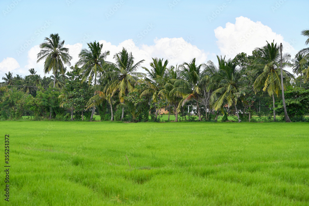 Obraz premium risaia