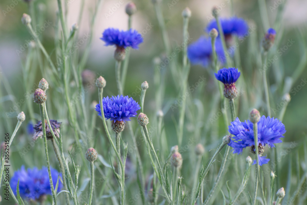 Blue cornflowers in summertime. Banner or background for design.