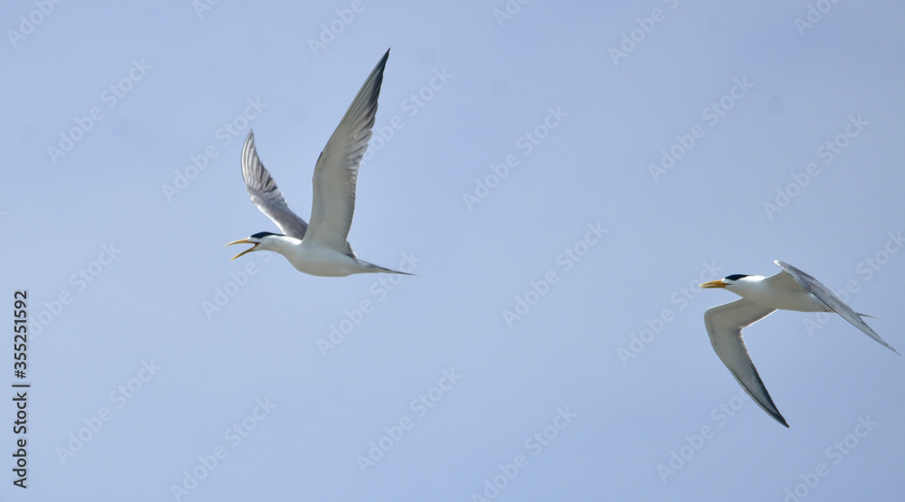 Obraz premium greater crested tern bird in fly