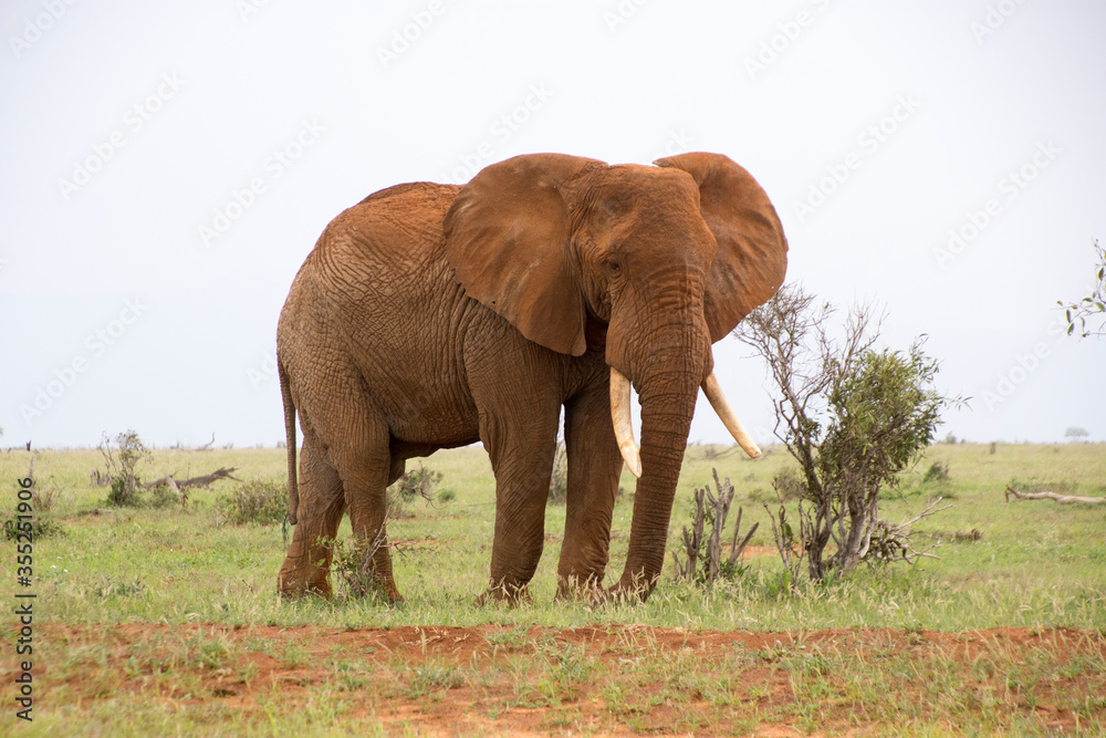 Fototapeta premium A Lone Elephnat in Tsavo East National Park, Kenya