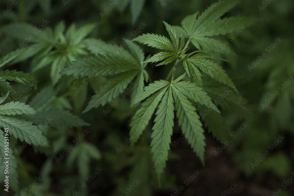 Growing organic cannabis herb on the farm, close up of cannabis leaf.
Marijuana leaves in young cannabis plant a beautiful background. Medicinal indica with CBD. background green. Growing organic cannabis herb on the farm, close up of cannabis leaf.
Marijuana leaves in young cannabis plant a beautiful background. Medicinal indica with CBD. background green.