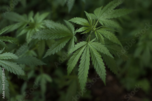 Growing organic cannabis herb on the farm  close up of cannabis leaf.  Marijuana leaves in young cannabis plant a beautiful background. Medicinal indica with CBD. background green.