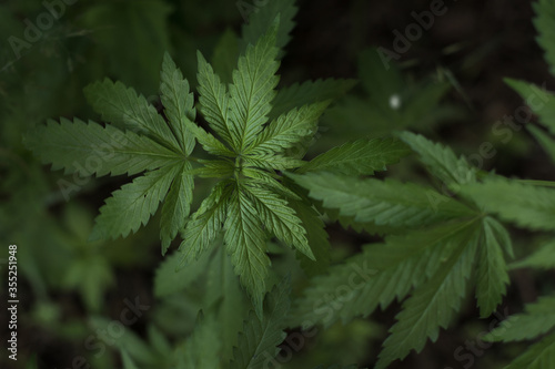Growing organic cannabis herb on the farm, close up of cannabis leaf. Marijuana leaves in young cannabis plant a beautiful background. Medicinal indica with CBD. background green.