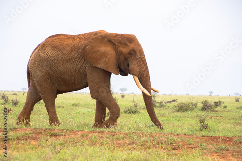 A Lone Elephnat in Tsavo East National Park  Kenya