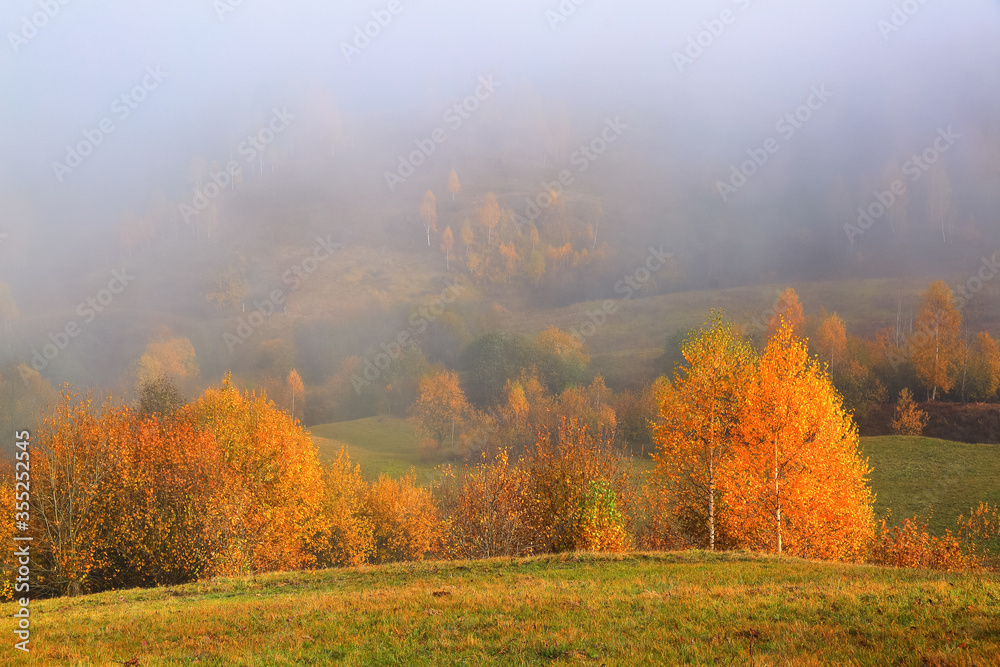 Autumn landscape in the sunny day. Thick fog covered the valley. In the beautiful forest of the trees with the orange, yellow green coloured leaves and golden grass. Autumn landscape in the sunny day. Thick fog covered the valley. In the beautiful forest of the trees with the orange, yellow green coloured leaves and golden grass.