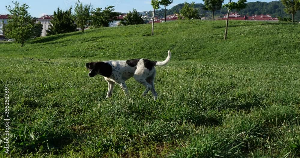the dog stretches and then walks through the park the dog stretches and then walks through the park