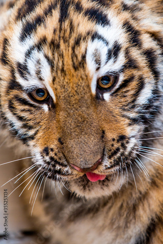 portrait of a little tiger cub shot close-up