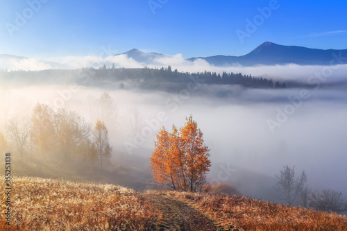 Autumn landscape in the sunny day. Thick fog covered the valley. In the beautiful forest of the trees with the orange, yellow green coloured leaves and golden grass. High mountain and blue sky.
