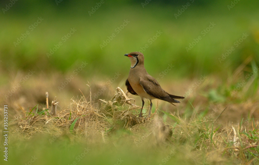 Naklejka premium oriental pratincole bird in habitat