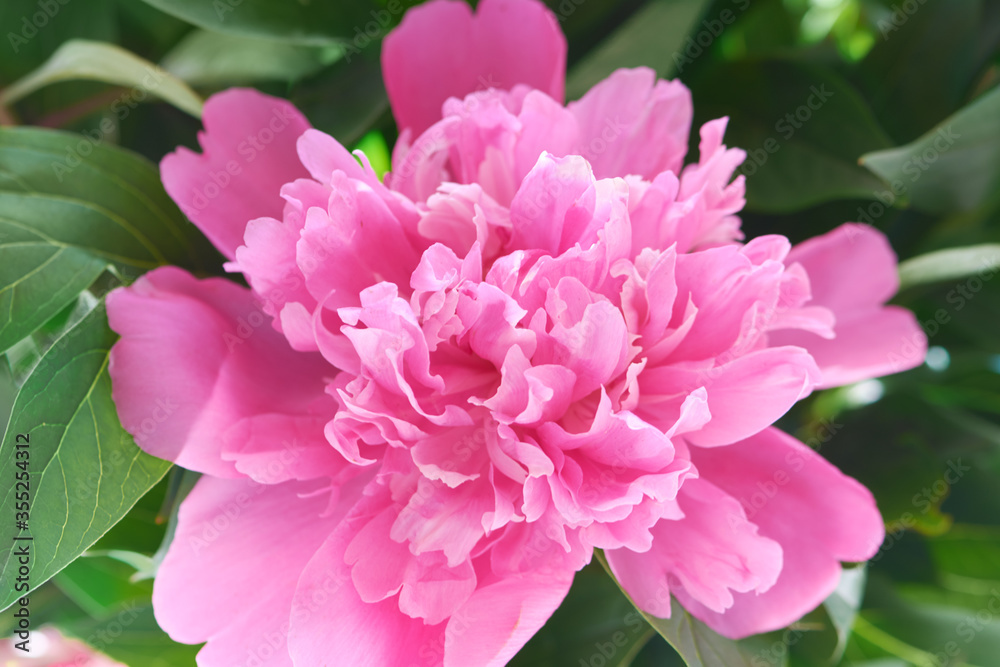 Fototapeta premium Delicate pink peony flowers from the spring garden. Decorative flowering plant.