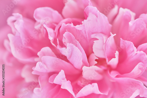Background image of delicate petals of pink peony. Decorative flowering plant  flowers from the spring garden.