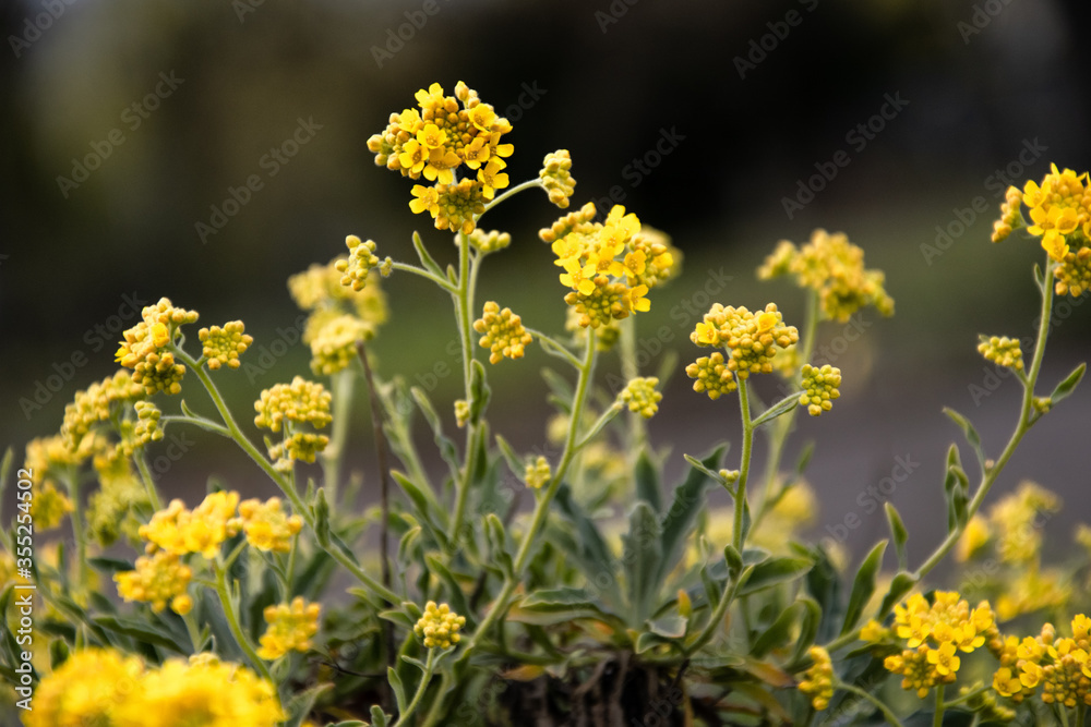 Basket of gold (Aurinia saxatilis) plant blooming in early spring, with yellow flowers, bee attracting plant