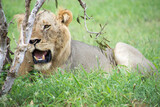 Lions Resting under a tree after mating
