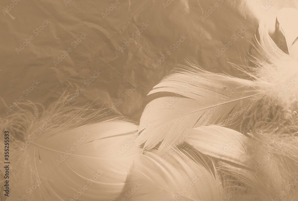 Beautiful abstract white and brown feathers on white background and soft yellow feather texture on white pattern and yellow background, feather background, gold feathers banners Beautiful abstract white and brown feathers on white background and soft yellow feather texture on white pattern and yellow background, feather background, gold feathers banners