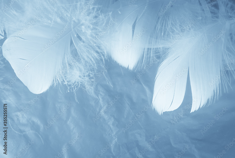 Beautiful abstract colorful white and blue feathers on white background