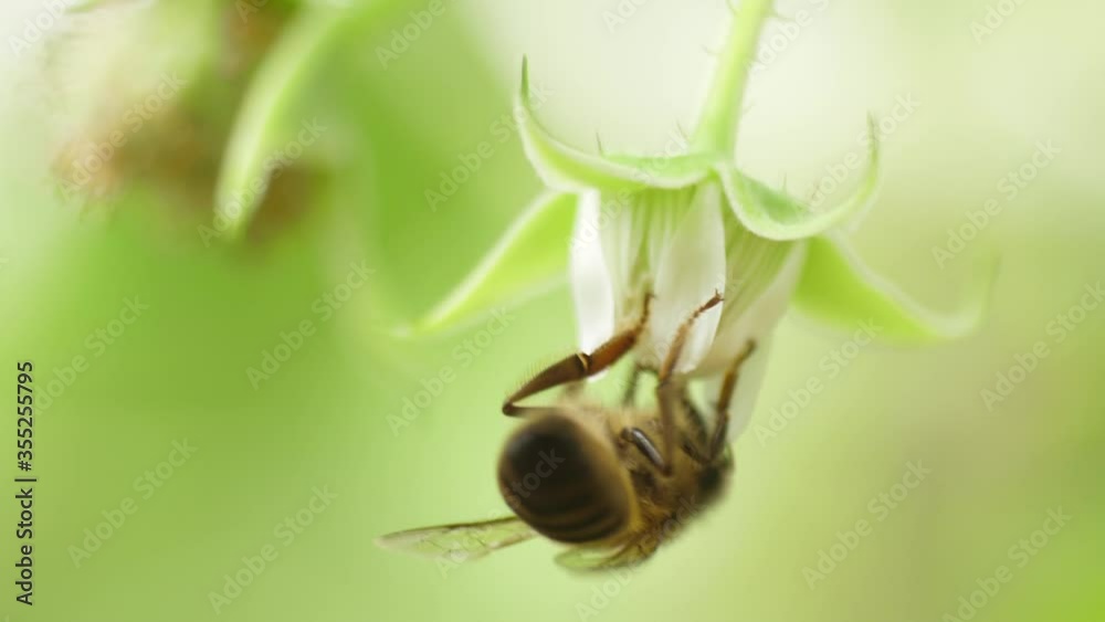 Honey bees on flower pollination macro shot slow motion