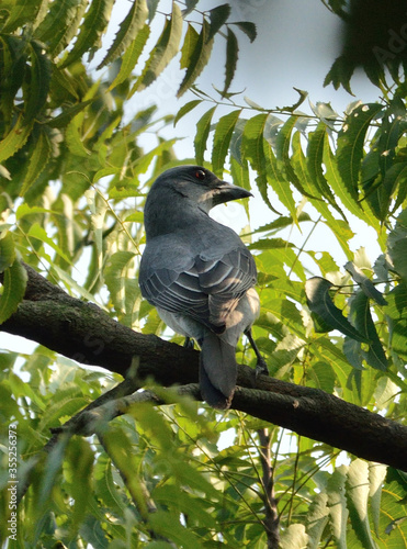 large wood cuckoo shrike in perch photo