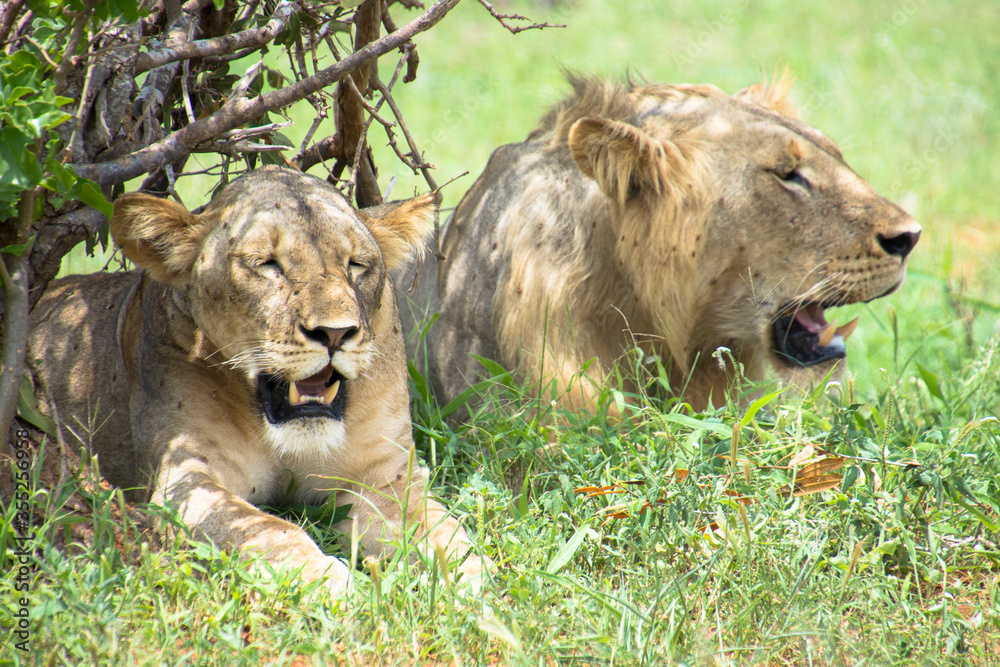 Fototapeta premium Lions Resting under a tree after mating