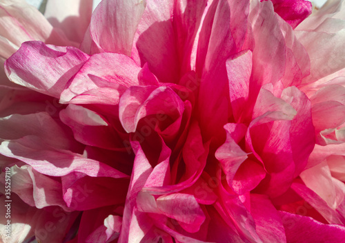 Pink peony close up. Floral design with simple modern nature background. Minimal flowers concept.