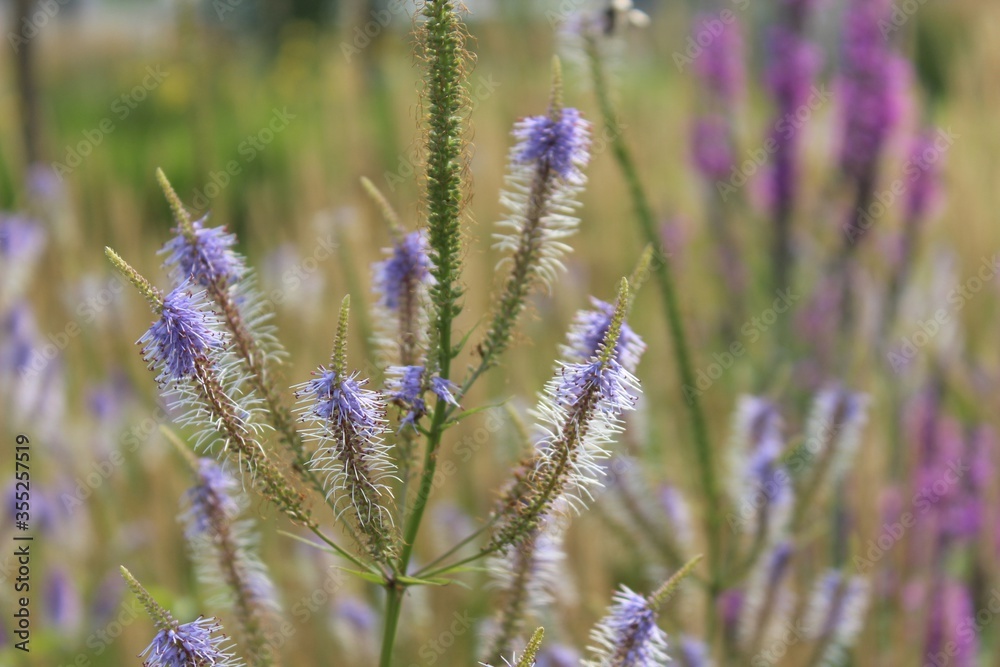 Fototapeta premium lavender field provence france