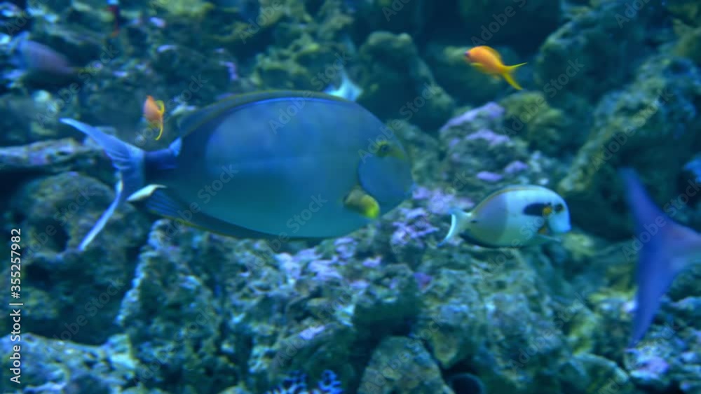 Close-up of sea life swimming in tank at aquarium - Copenhagen, Denmark Close-up of sea life swimming in tank at aquarium - Copenhagen, Denmark