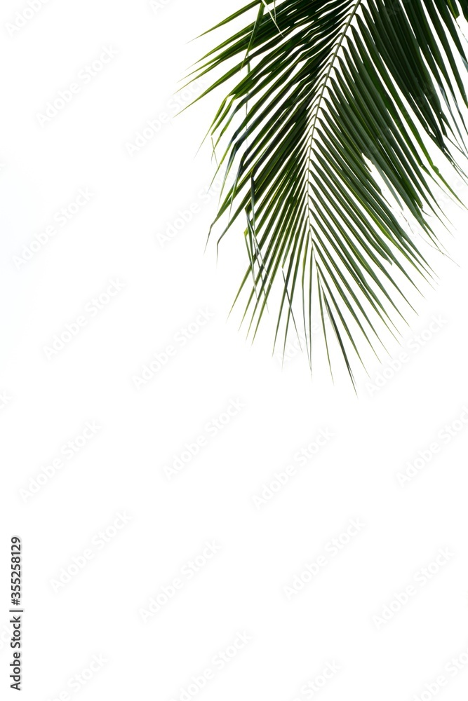 palms leaf isolated on white background.