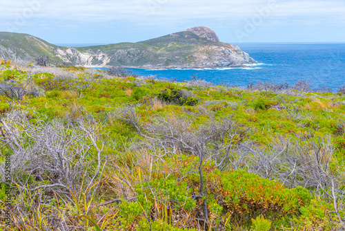 Vegetation on the coastline of Torndirrup National Park, Australia photo