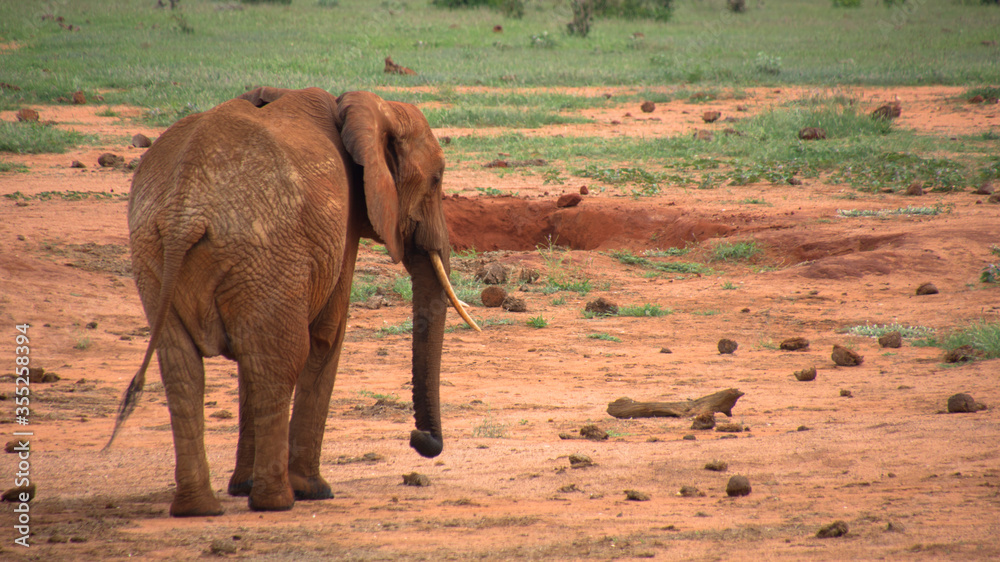Elephants  of Tsavo National Park