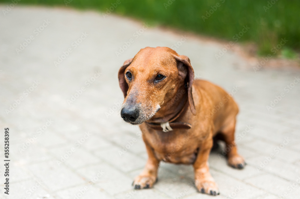 A young energetic dog is running around for a walk. Execution of commands in a game form. Harmonious relationship with the dog: education and training. A young energetic dog is running around for a walk. Execution of commands in a game form. Harmonious relationship with the dog: education and training.