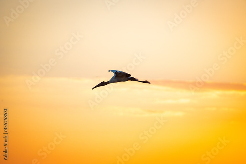 The wood stork  Mycteria americana  silhouette on sunset sky. 