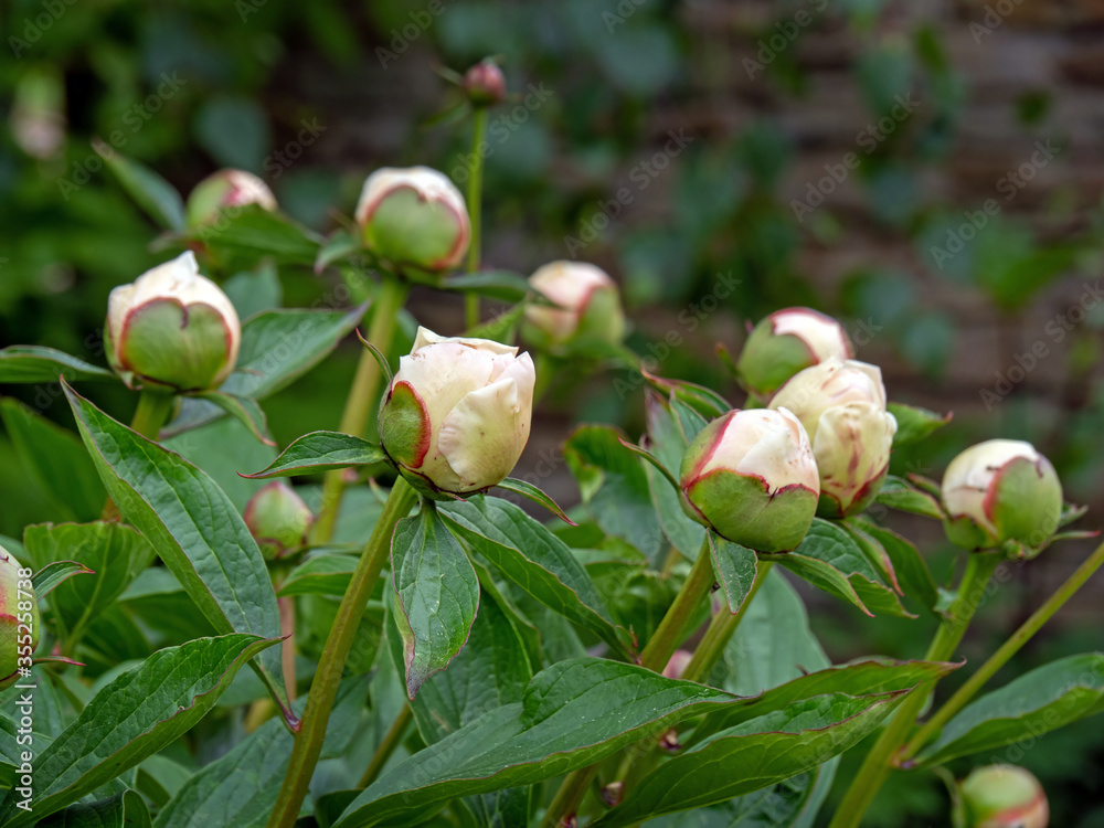 buds of blooming peony flowers buds of blooming peony flowers