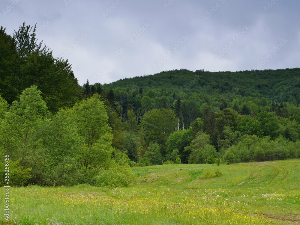 forest in the mountains