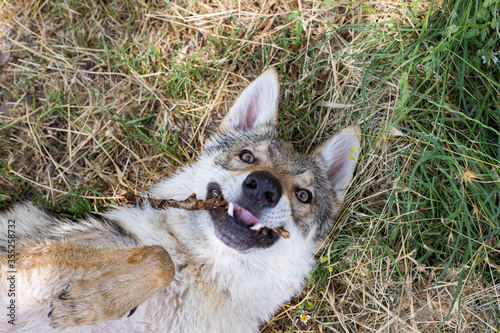 close-up of Czechoslovakian wolfdog, in forest, playing with a stick photo