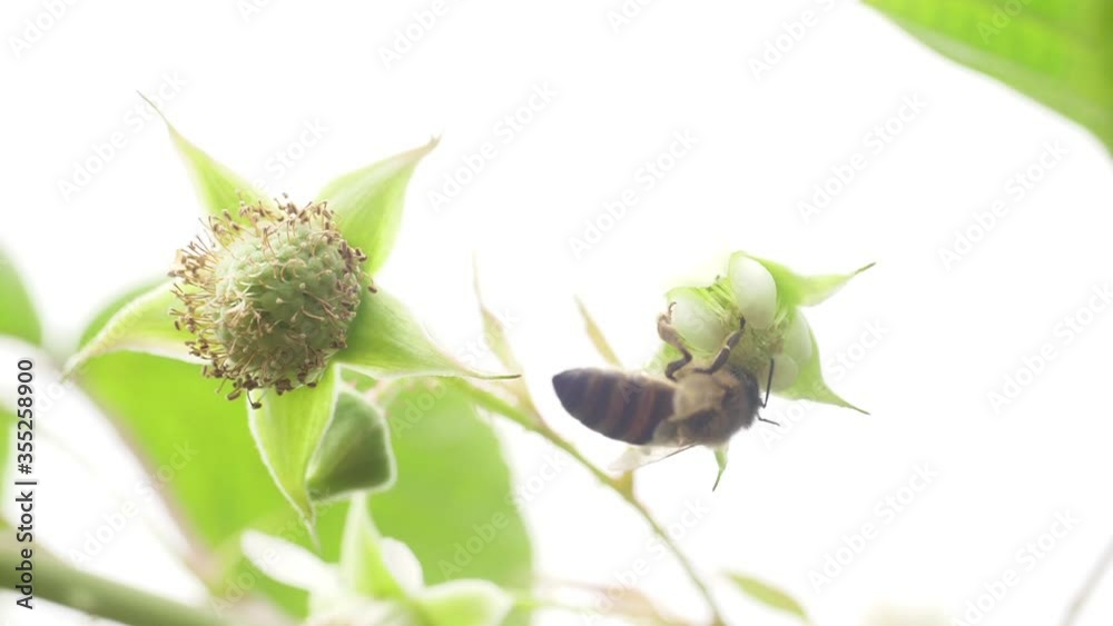 Honey bees on flower pollination macro shot slow motion Honey bees on flower pollination macro shot slow motion