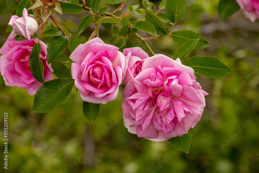 pink rose bush