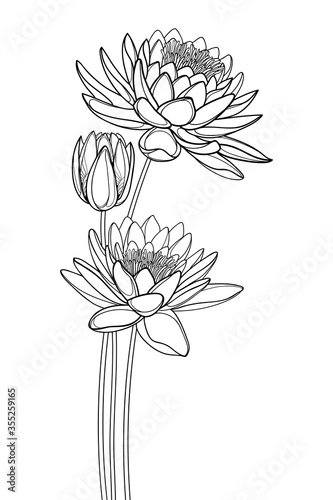 Bouquet of outline ornate Lotos or water lily flower and bud in black isolated on white background.