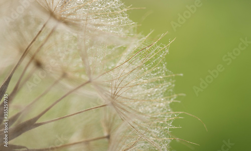 Pusteblume in einer gr  nen Wiese