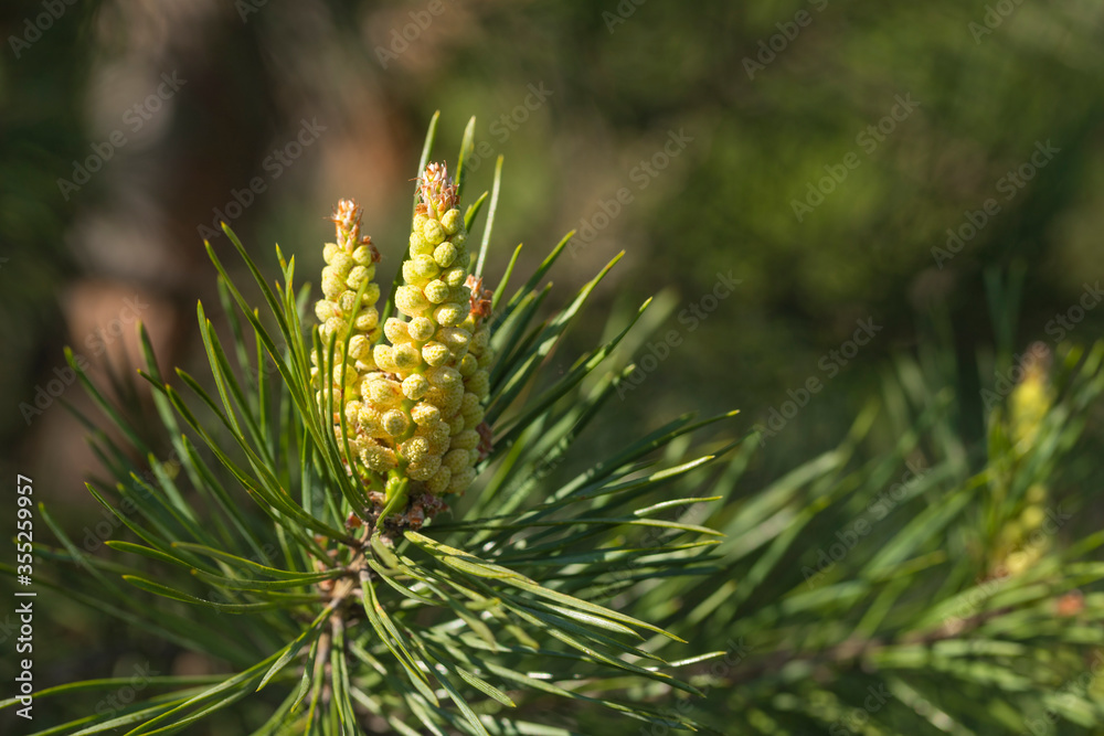 Pine tree blossoms Pine tree blossoms