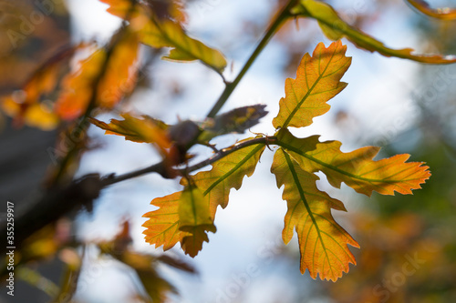 Young orange oak tree leaves