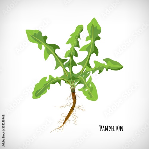Dandelion leaves and roots isolated on white background.